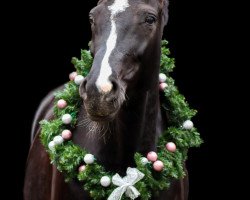 broodmare Arielle 385 (Hanoverian, 2009, from Avagon)