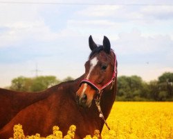 broodmare Pitanga (Mecklenburg, 2003, from Pageno)