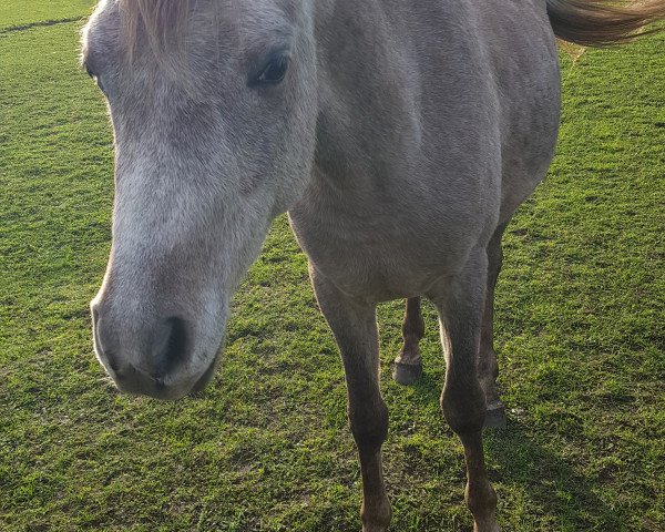 horse Taifun IW (Arabian thoroughbred, 2018, from Tobruk EAO)