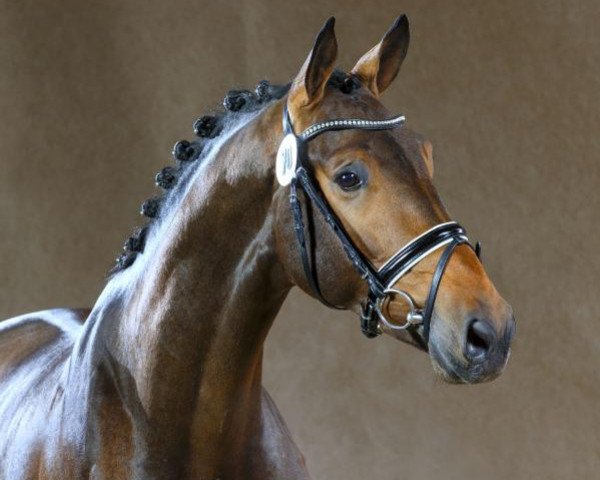 stallion Nubalou W.Z. (Rhinelander, 2012, from Numero Uno)