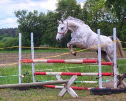 Springpferd La Galette (Hannoveraner, 2013, von Pikeur Lord Fauntleroy)