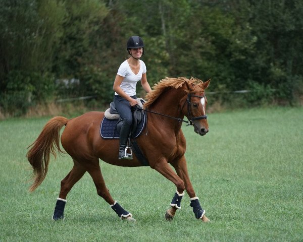 Springpferd Laukischken (Trakehner, 2015, von Icare d'Olympe AA)