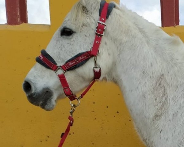 Pferd MONA (Andalusier,  )