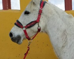 horse Mona (Andalusier,  )