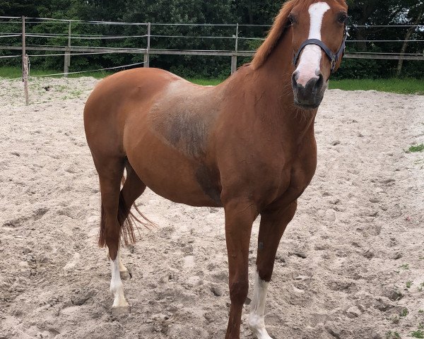 Zuchtstute Zaster (Deutsches Reitpony, 2004, von Stukhuster Ricardo Go For Gold)