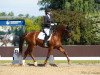 dressage horse Zampano Liberty (Hanoverian, 2004, from Zaandam)