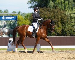 dressage horse Zampano Liberty (Hanoverian, 2004, from Zaandam)