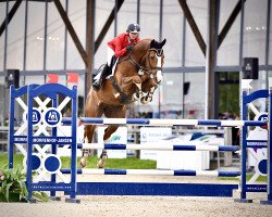 jumper Monte Bellino 2 (German Sport Horse, 2008, from Monte Bellini)