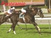 stallion Panoramic xx (Thoroughbred, 2000, from Theatrical xx)