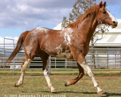 Deckhengst Airdrie Apache xx (Englisches Vollblut, 1993, von Naevus xx)