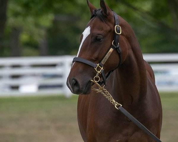 horse Stute von Tapit xx (Thoroughbred, 2016, from Tapit xx)