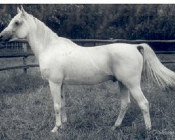 stallion Sabdan (Arabian, 1964, from Hadban Enzahi 1952 EAO)