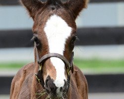 horse Stute von Medaglia d´Oro xx (Thoroughbred, 2017, from Medaglia d'Oro xx)