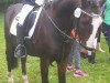 dressage horse Abutilon 2 (German Warmblood, 1992, from Antonio)