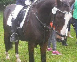 dressage horse Abutilon 2 (German Warmblood, 1992, from Antonio)