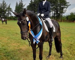 Pferd Quite a Lady (Norwegisches Warmblut, 2005, von Quite Easy I)