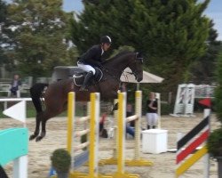 jumper Cassiopeia 124 (Oldenburg show jumper, 2014, from Cornet's Prinz)