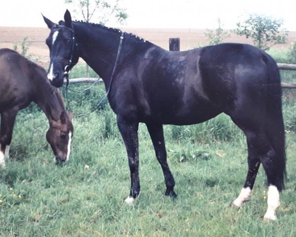 Pferd Dana (Rheinländer, 1989, von Dalheim)