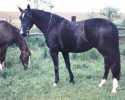 horse Dana (Rhinelander, 1989, from Dalheim)