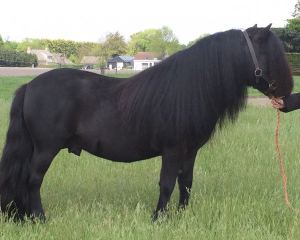 Deckhengst Ibrahim van de Belschuur (Shetland Pony, 2015, von Allegro van de Belschuur)