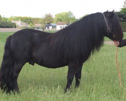 stallion Ibrahim van de Belschuur (Shetland Pony, 2015, from Allegro van de Belschuur)