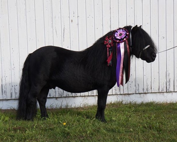 Deckhengst Uron van de Römer 371 SH (Shetland Pony, 2004, von Balade van de Römer)