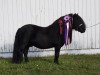 stallion Uron van de Römer 371 SH (Shetland Pony, 2004, from Balade van de Römer)