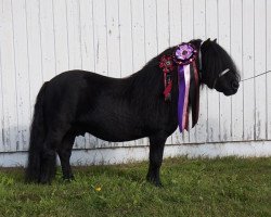 stallion Uron van de Römer 371 SH (Shetland Pony, 2004, from Balade van de Römer)