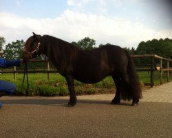 Zuchtstute Dalsgårds Rainbow 1581 SH (Shetland Pony, 2011, von Uron van de Römer 371 SH)