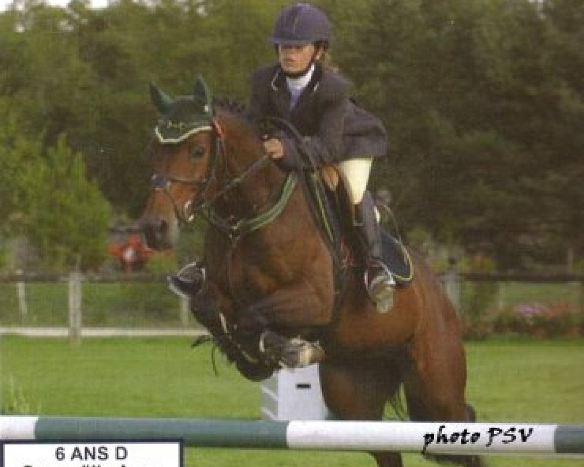 stallion Titan du Mougard (French Pony, 1985, from Pandi ox)