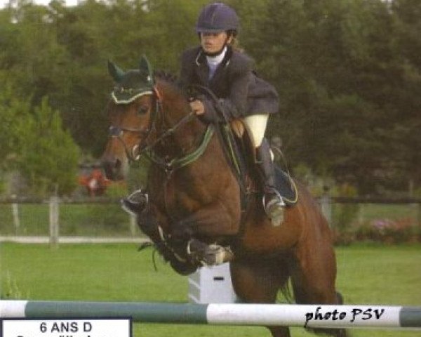 stallion Titan du Mougard (French Pony, 1985, from Pandi ox)