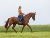 dressage horse Beau 62 (Hanoverian, 2012, from Bonard de Charry)