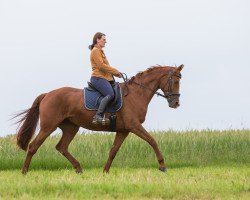 dressage horse Beau 62 (Hanoverian, 2012, from Bonard de Charry)