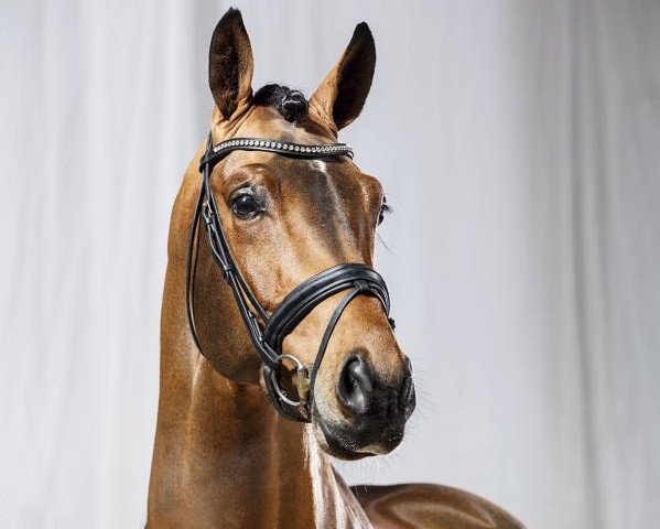 stallion Antango du Feuillard (KWPN (Royal Dutch Sporthorse), 2009, from Ampère)