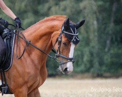 dressage horse Beach Boy Sj (Oldenburg, 2014, from Balous Crack)