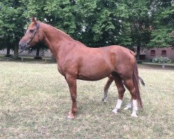 broodmare Cecilie 6 (German Sport Horse, 2006, from Chacco-Blue)