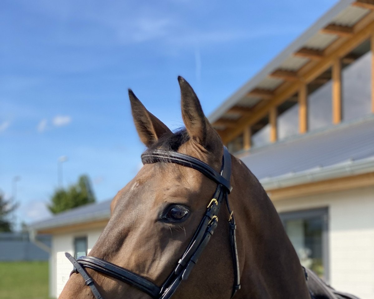 jumper Jaeger-P-Fbh (KWPN (Royal Dutch Sporthorse), 2014, from Chin Chin)
