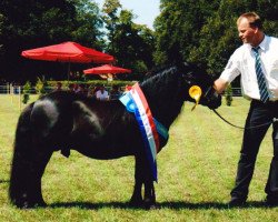 Deckhengst Riccardo v.d. Langenhorst (KWPN (Niederländisches Warmblut), 2001, von Libero W van de Hertraksestraat)