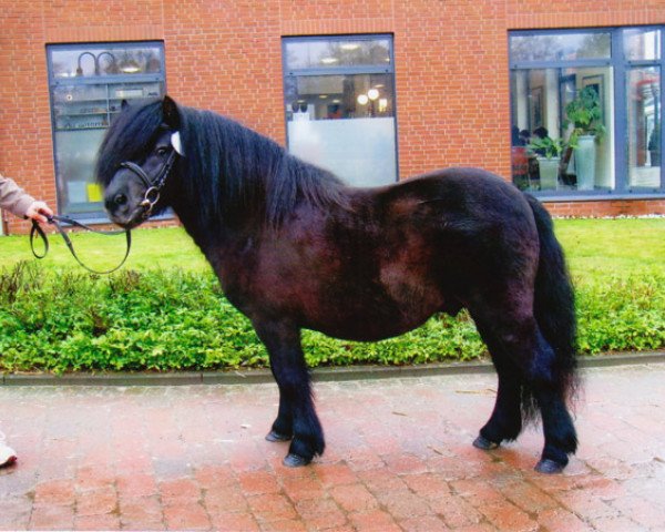 Deckhengst Zalvador van de Langenhorst (Shetland Pony, 2006, von Riccardo v.d. Langenhorst)