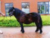 Deckhengst Zalvador van de Langenhorst (Shetland Pony, 2006, von Riccardo v.d. Langenhorst)