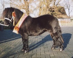 Pferd Skippy van Geldersoord (Shetland Pony, 2002, von Newton van Dorpzicht)