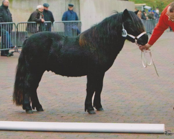 Deckhengst Schneltens Olympus (Shetland Pony, 2005, von Olympia van Geldersoord)