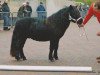 Deckhengst Schneltens Olympus (Shetland Pony, 2005, von Olympia van Geldersoord)