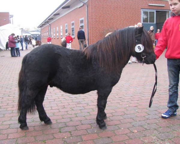 Deckhengst Schnelten's Nearctic (Shetland Pony, 2007, von Norman v.d. Brouwerij)