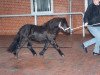 stallion Schnelten's Grandeur (Shetland Pony, 2000, from Giegant v. Geldersoord)