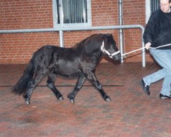 Deckhengst Schnelten's Grandeur (Shetland Pony, 2000, von Giegant v. Geldersoord)