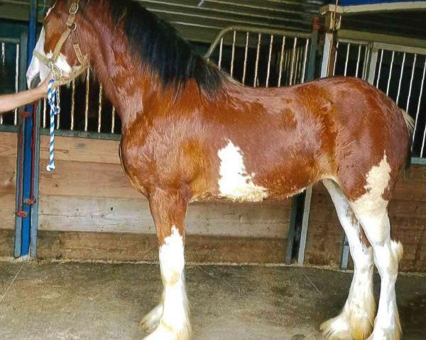 Pferd Still Brooks Breann (Clydesdale, 2017, von Northumberland Topsman)