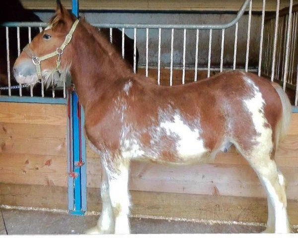 horse Still Brooks Blake (Clydesdale, 2015, from Northumberland Topsman)