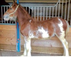 horse Still Brooks Blake (Clydesdale, 2015, from Northumberland Topsman)