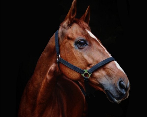 Zuchtstute Clover (Irish Sport Horse, 2010, von Manhattan)